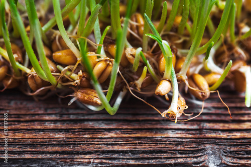 macro of wheat germs photo