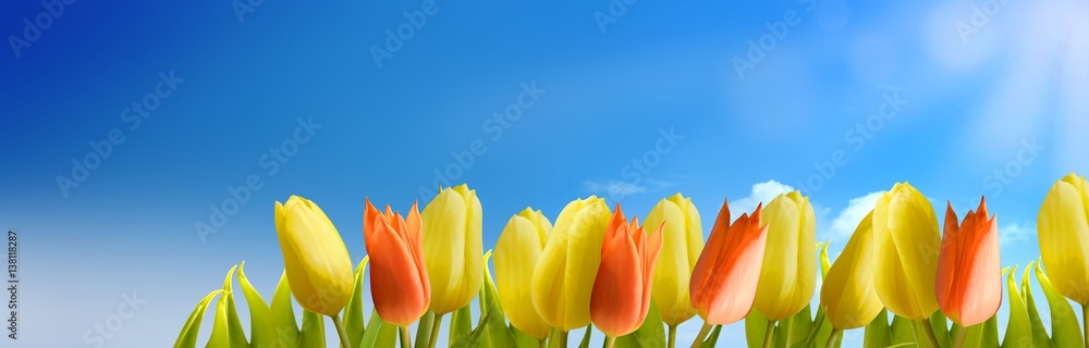 Fototapeta premium Frühling und Sommer Hintergrund