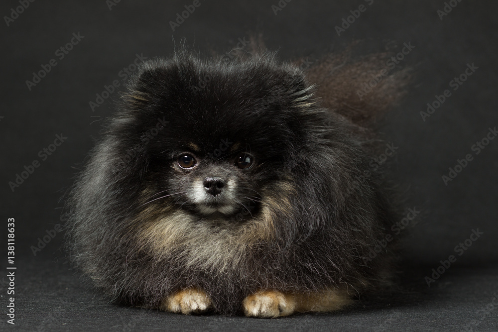 Black Spitz breed dog on a black background Black Spitz breed dog on a black background