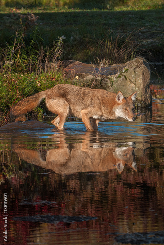 Coyote (Canis latrans) in the Water © hkuchera