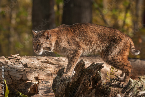 Bobcat (Lynx rufus) Stands Atop Log