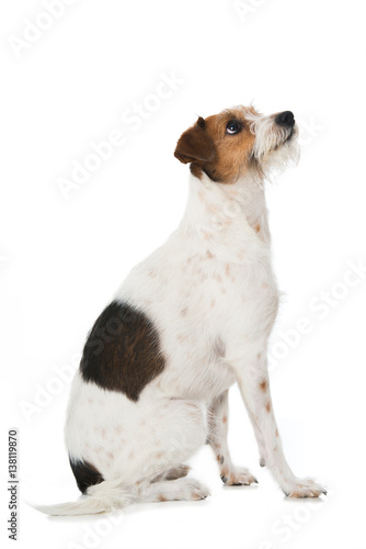 Fototapeta Naklejka Na Ścianę i Meble -  Hund sieht nach oben