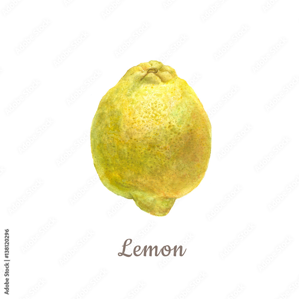 Botanical watercolor illustration of yellow lemon on white background