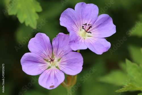 purple flowers colour