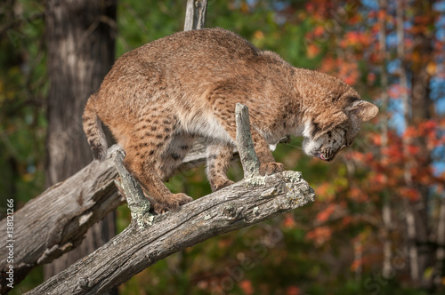 Bobcat (Lynx rufus) Looks Down to Jump