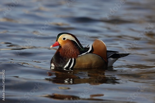 Mandarin duck (Aix galericulata) floats on water.