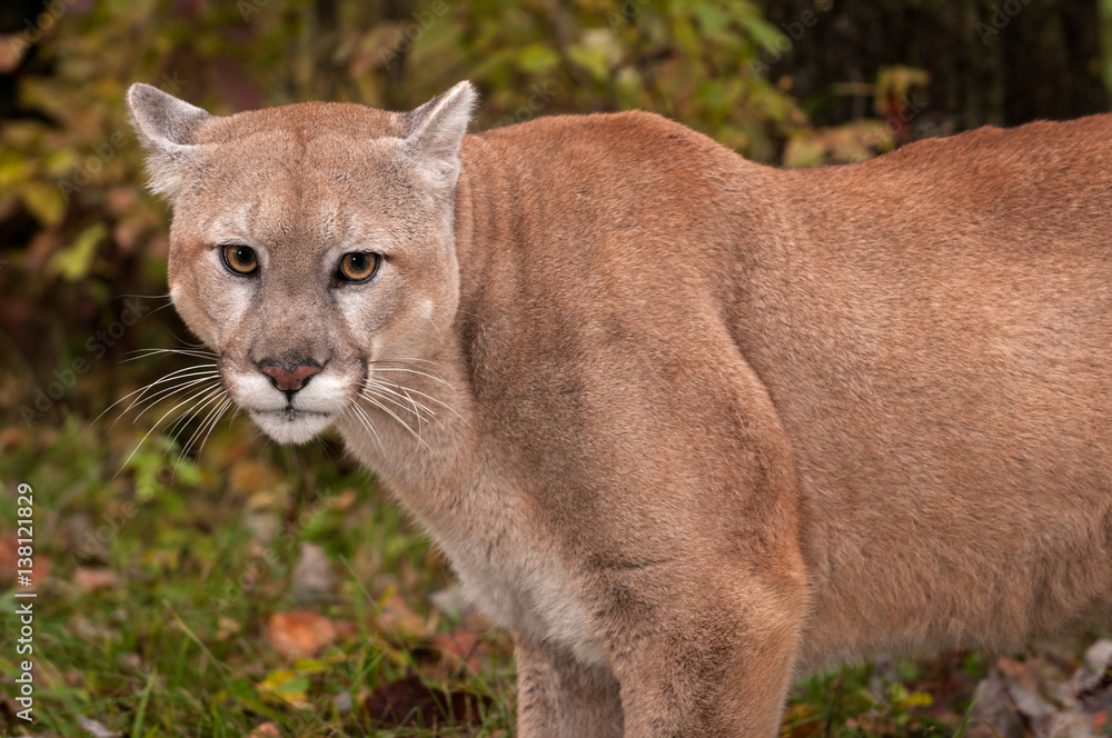 Adult Male Cougar (Puma concolor) Close Up Ears Back Stock Photo | Adobe  Stock