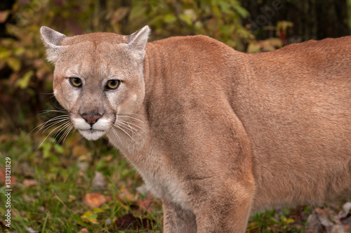 Adult Male Cougar (Puma concolor) Close Up Ears Back