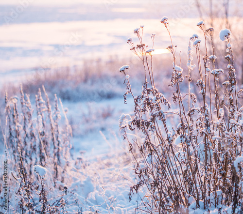 Rimed hoar-frost covered grass on a winter meadow