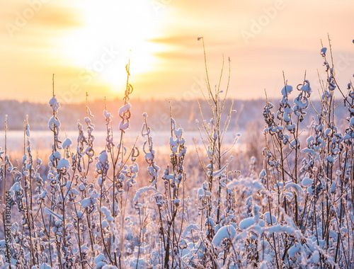 Rimed hoar-frost covered grass on a winter meadow