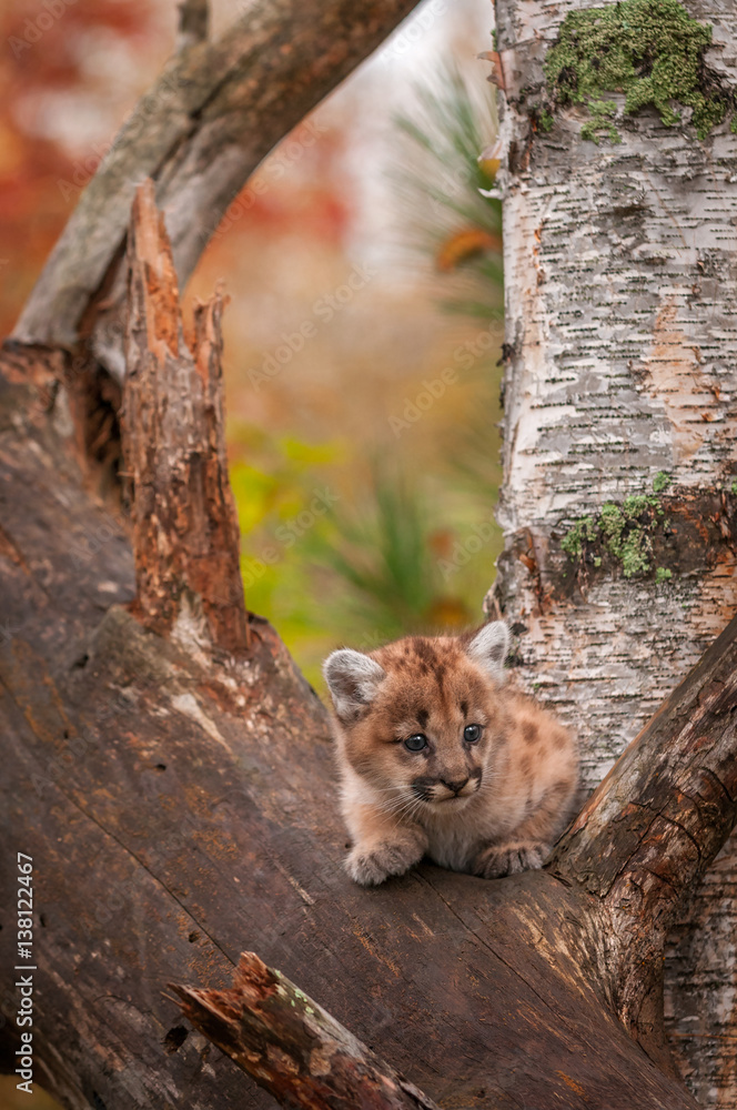 Female Cougar Kitten (Puma concolor) Looks Right from Tree Female Cougar Kitten (Puma concolor) Looks Right from Tree
