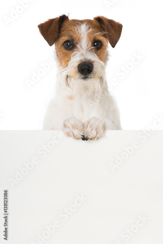 Fototapeta Naklejka Na Ścianę i Meble -  Kromfohrländer blickt über eine Mauer