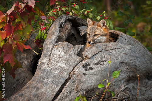 Grey Fox  Urocyon cinereoargenteus  Head Out of Log Looking Left