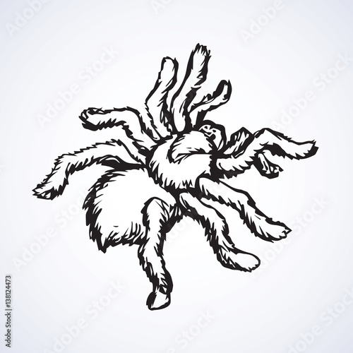 Vector sketch. Spider
