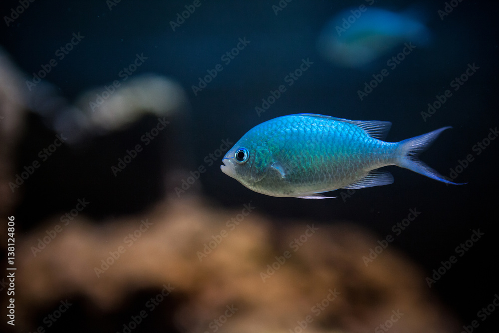 Grünes Schwalbenschwänzchen, Chromis viridis Grünes Schwalbenschwänzchen, Chromis viridis
