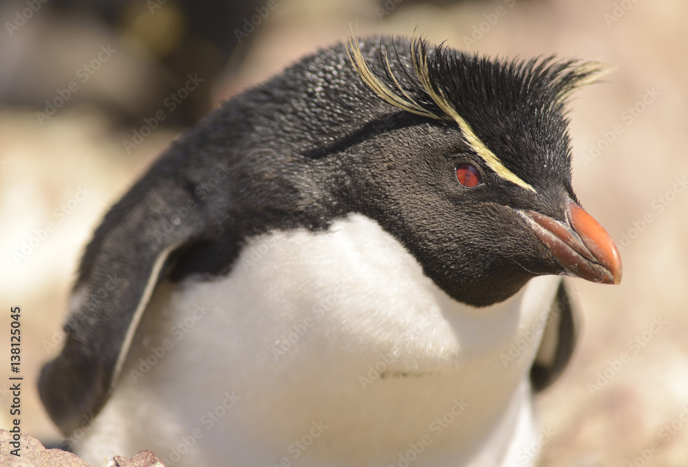 Naklejka premium Rockhopper Penguin, Puerto Deseado, Isla Pingüino, Santa Cruz, Patagonia Argentina. 