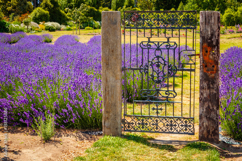 Fototapeta Naklejka Na Ścianę i Meble -  Garden with colorful lavender field and rustic vintage gate