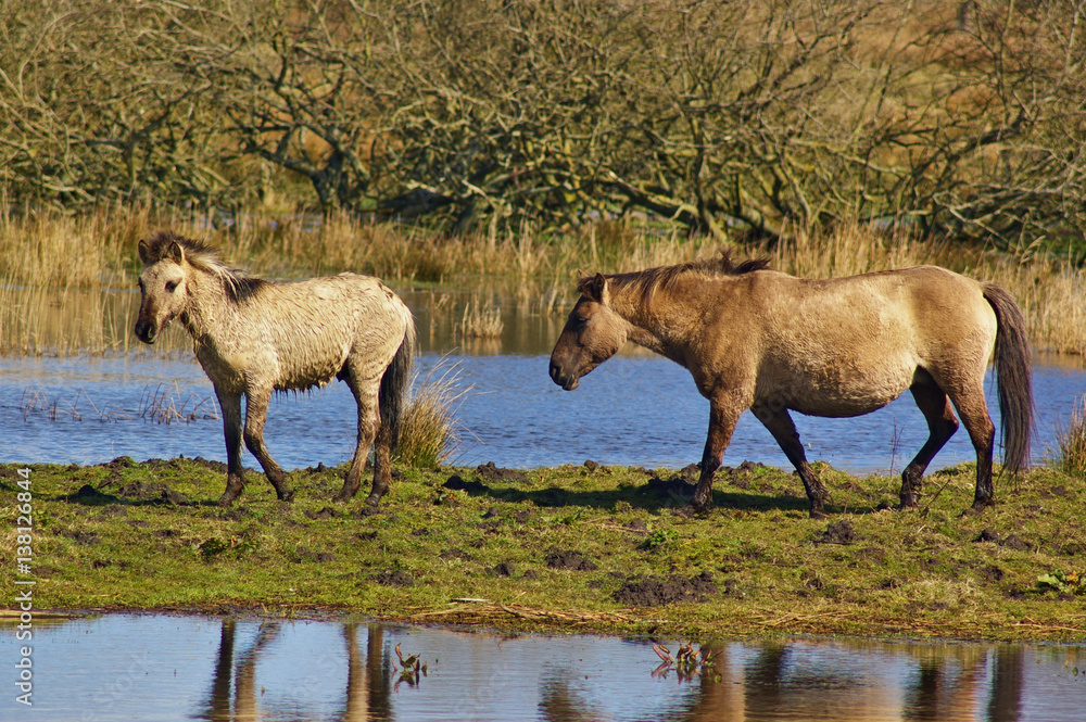 Fototapeta premium Wildpferd mit Fohlen im Naturschutzgebiet Geltinger Birk