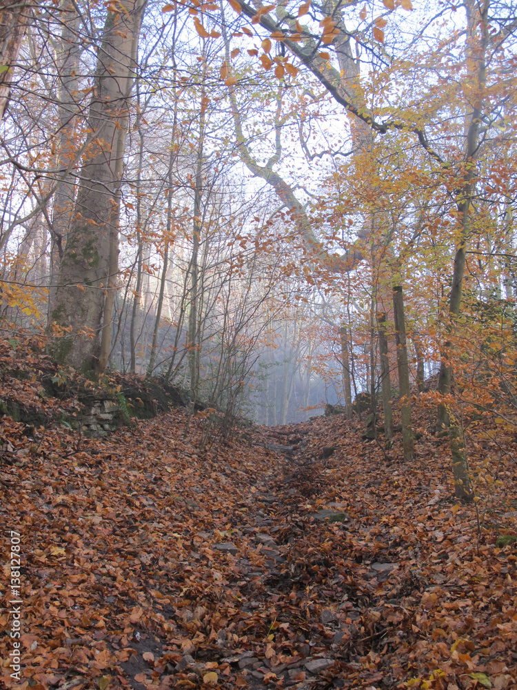 Obraz premium Autum dawn amidst beech woodlands collection 