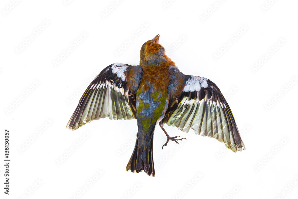 Fototapeta premium dead songbird on a white background isolated