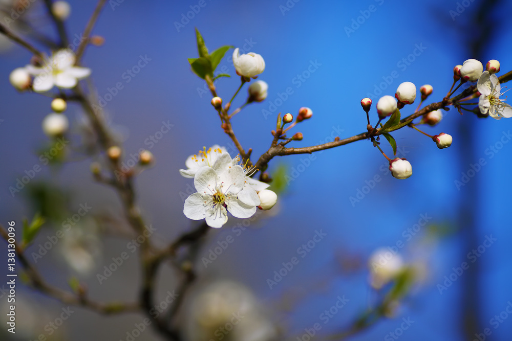 white flowers of cherry tree blooming on branch against blue sky white flowers of cherry tree blooming on branch against blue sky