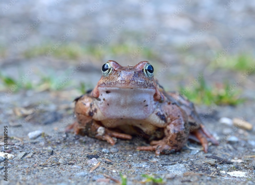The Common Frog, Rana temporaria also known as the European Common Frog The Common Frog, Rana temporaria also known as the European Common Frog