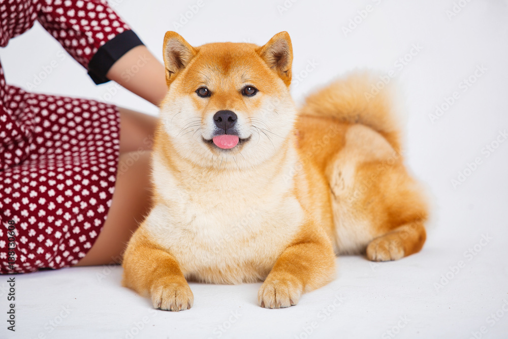 Japanese Shiba Inu dog near a window with the owner Japanese Shiba Inu dog near a window with the owner