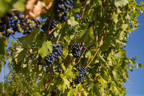 Grapes in autumn harvest photo