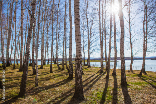 birches on the river bank