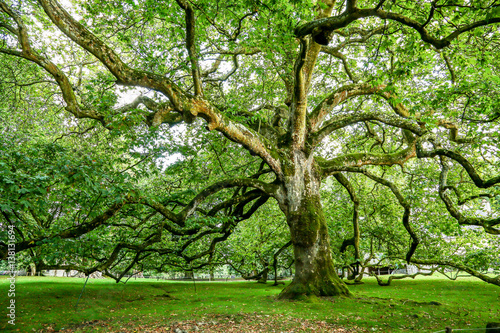 a large oak centenary in a park