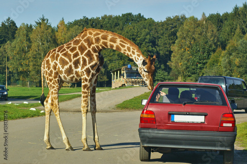 Giraffe und Autofahrer photo