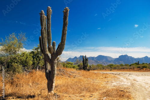 Cactus in the desert of Baja California photo