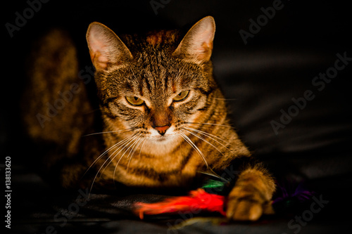 Fototapeta Naklejka Na Ścianę i Meble -  Beautiful tricolor cat lying on the sofa. Low key portrait.
