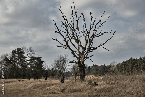 Dried tree on wetlands in Poland.