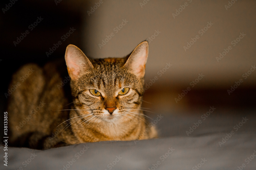 Big tricolor cat lying on the sofa and playing.