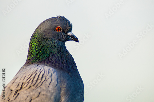Isolated portrait of pigeon 