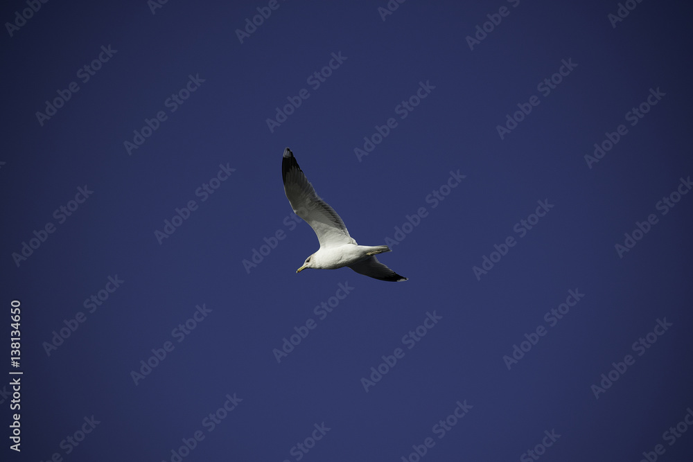 Obraz premium bird, flying