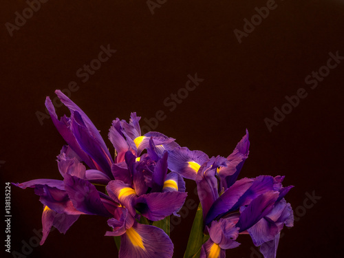 Fototapeta Naklejka Na Ścianę i Meble -  Purple iris on black with copy space