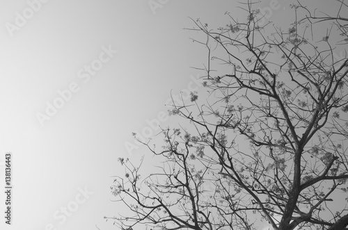 Wallpaper Mural tree branches in silhouette and blue sky background Torontodigital.ca