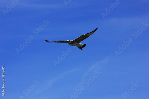 free pelican