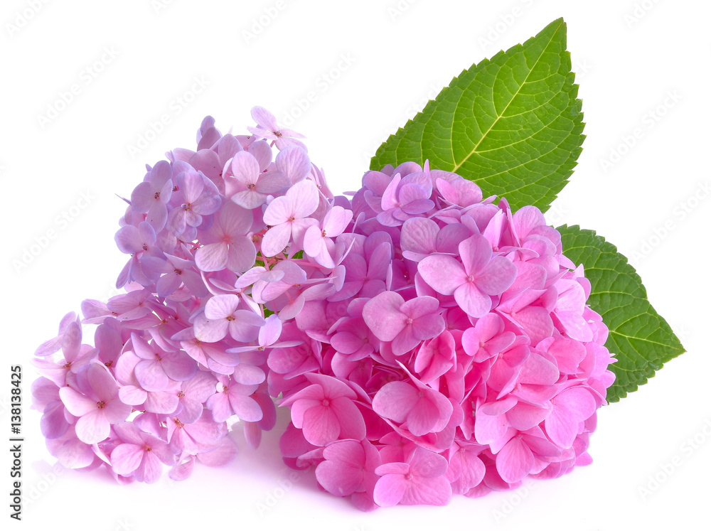 Fototapeta premium Purple flowers on a white background