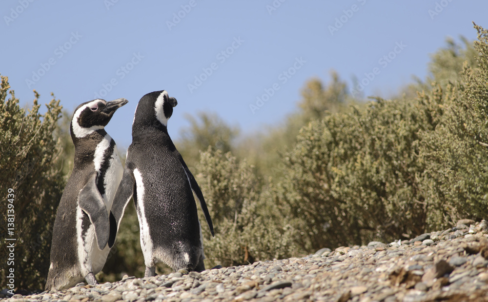 Fototapeta premium Magellan Penguin