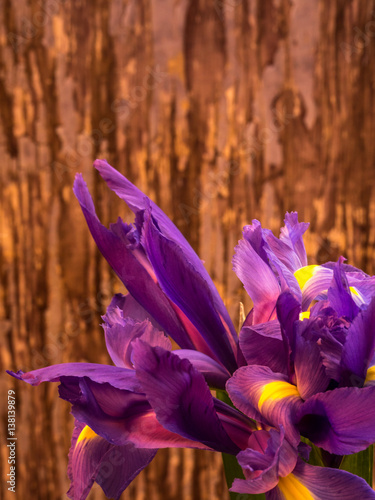Fototapeta Naklejka Na Ścianę i Meble -  purple and yellow iris with copy space on blurred background