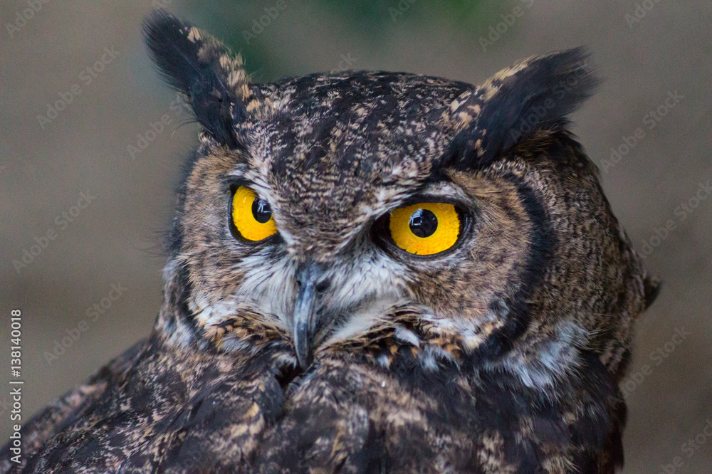 Obraz premium View Owl