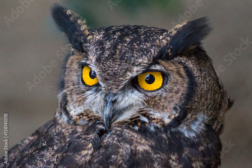 View Owl © caaaaaaarlos