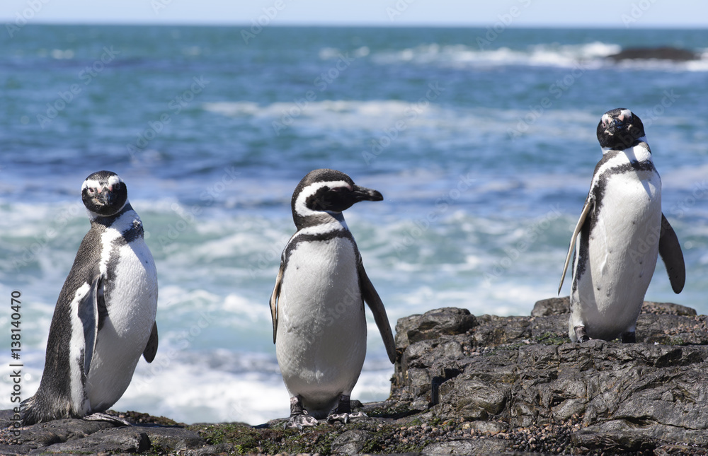 Obraz premium Penguins