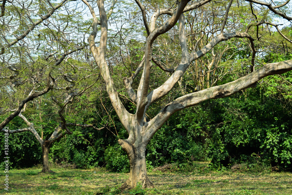 tree tree