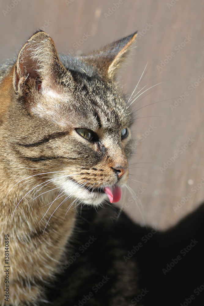 Domestic cat sticking its tongue out side view portrait