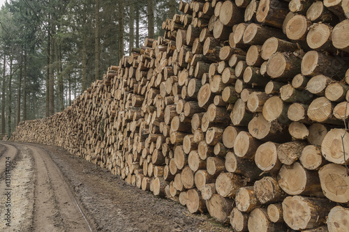 Very large quantity of cut and stacked pine timber in green forest waiting to be transported, prepared for winter felled by the logging timber industry.