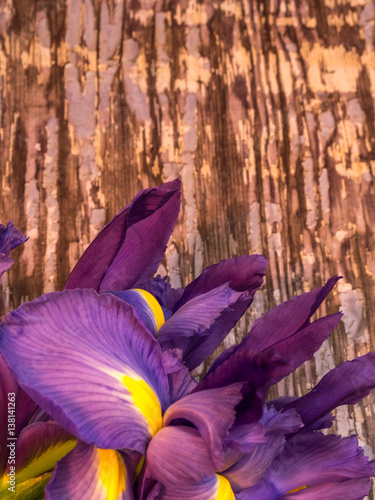 Fototapeta Naklejka Na Ścianę i Meble -  purple and yellow iris with copy space on blurred background